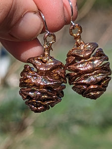 Coastal Redwood Cones