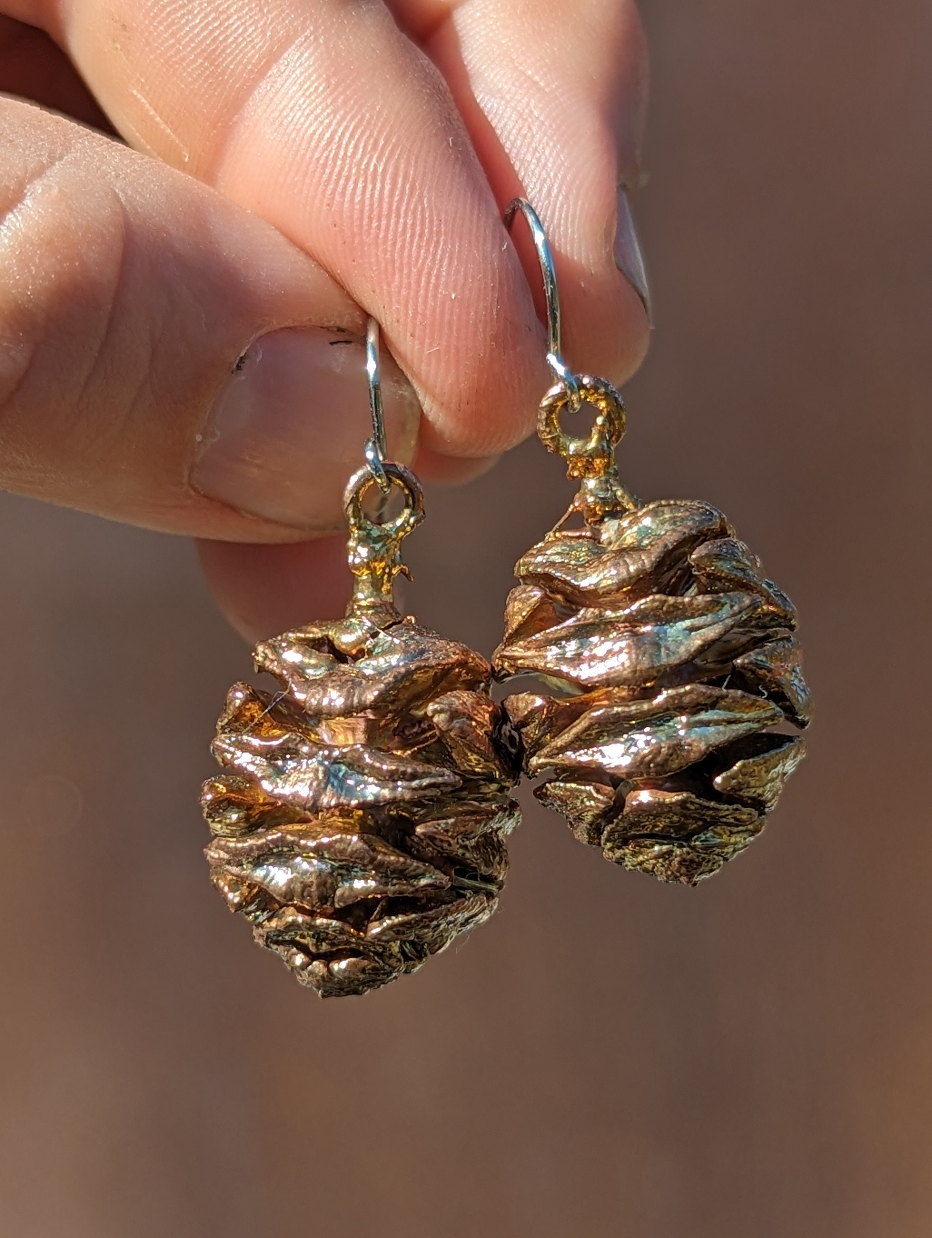 Coastal Redwood Cones