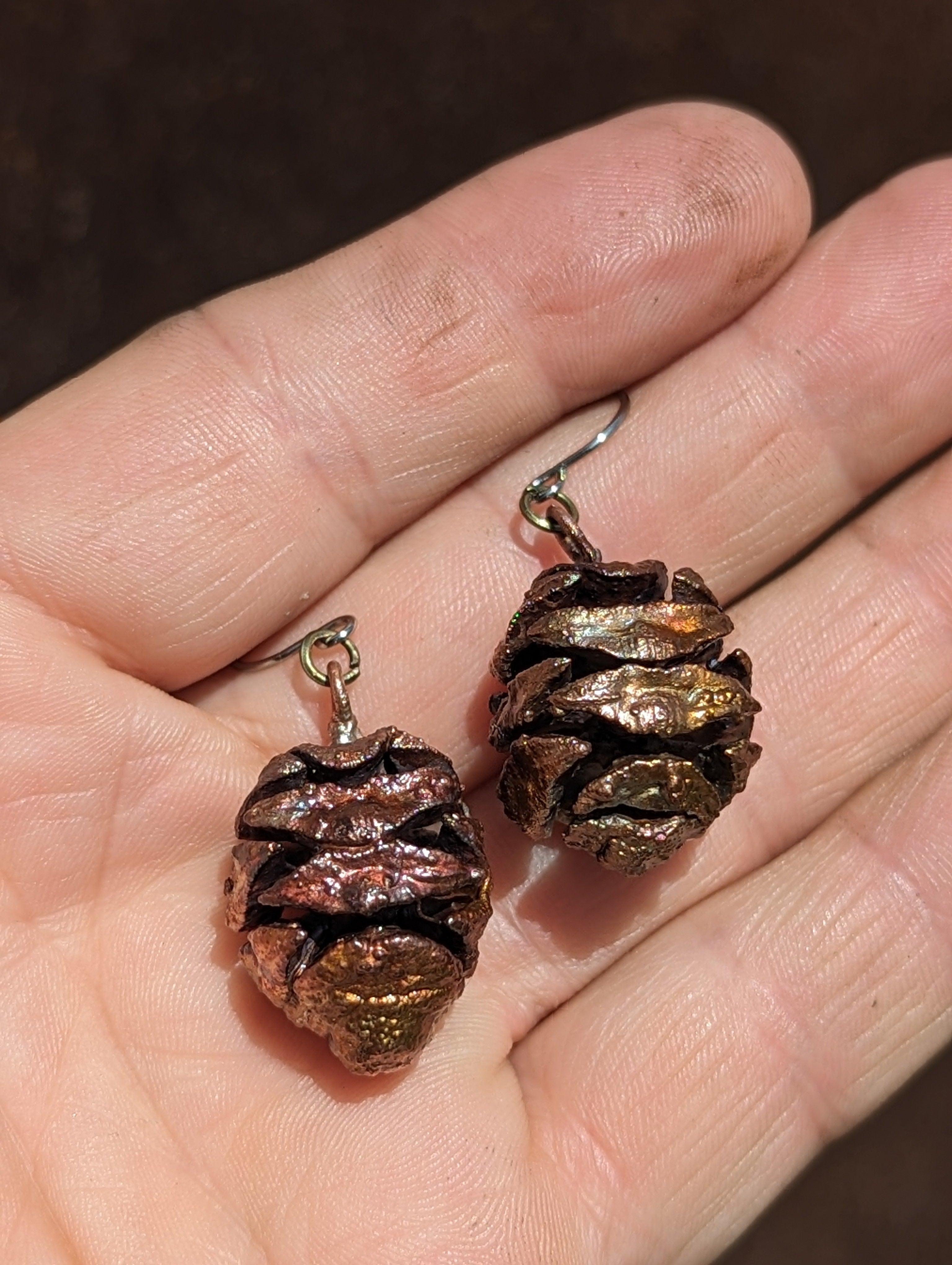 Coastal Redwood Cones