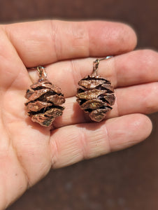 Coastal Redwood Cones (B)