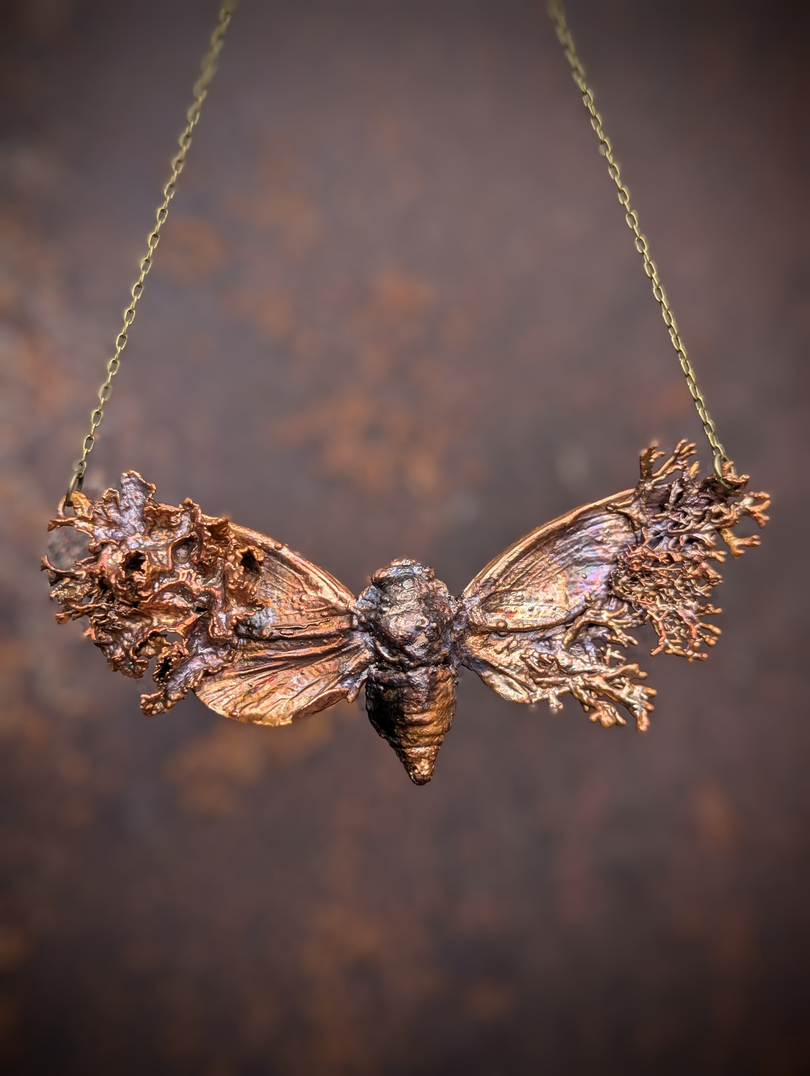 Cicada with Lichen Wings