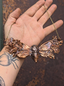 Cicada with Lichen Wings