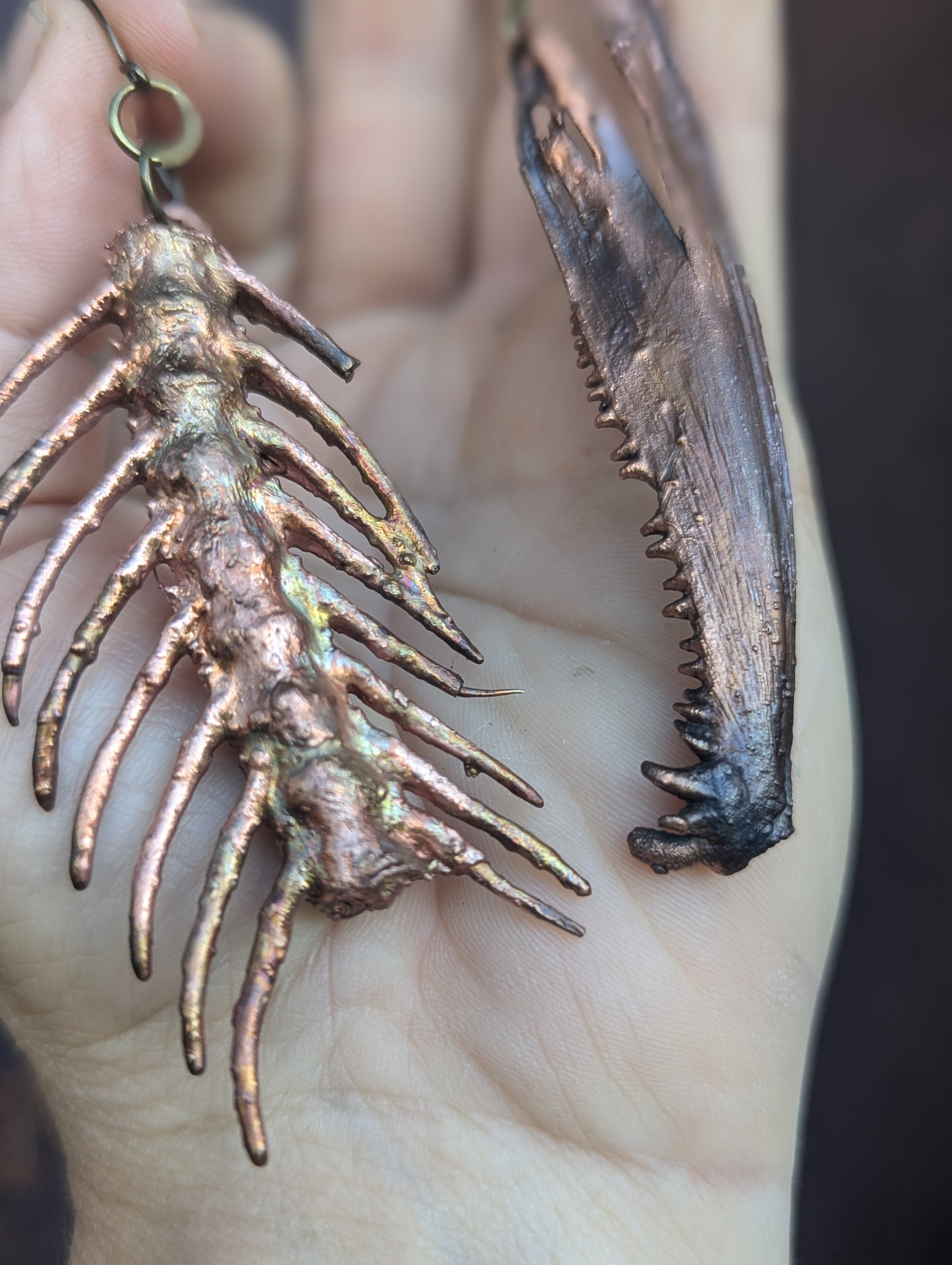 Salmon Vertebrae & Jaw Set