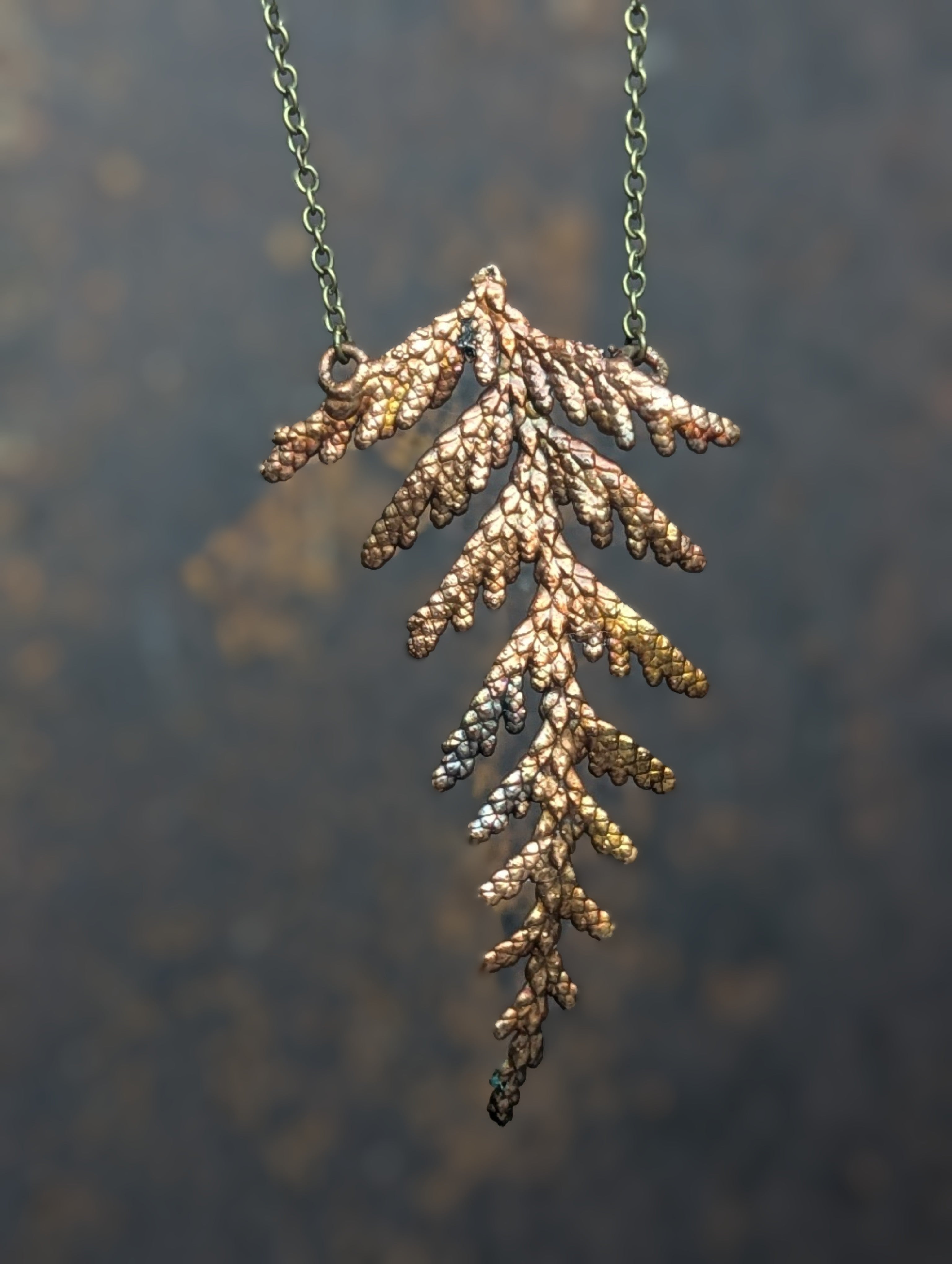 Thuja plicata "Western Redcedar"