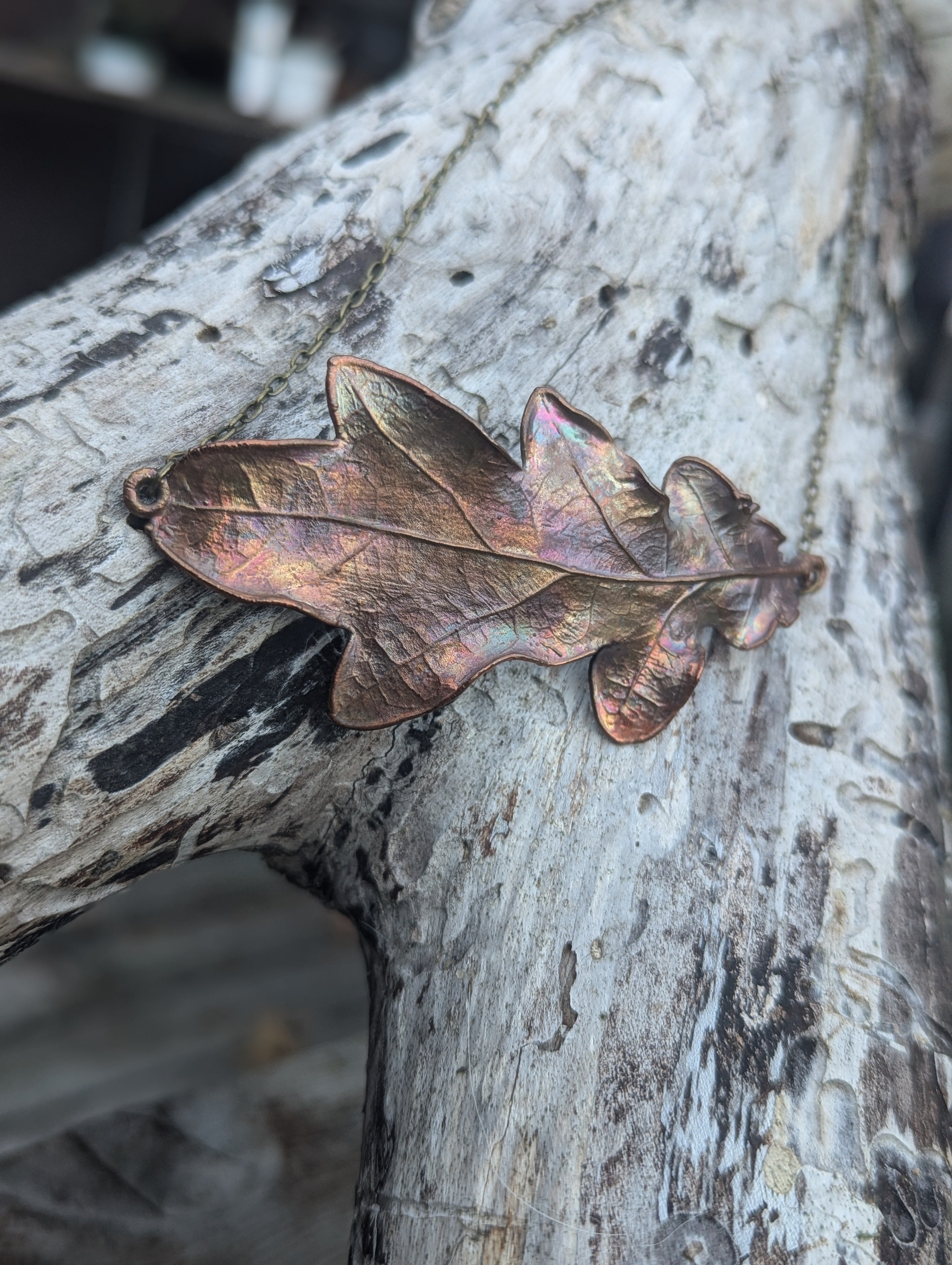 Quercus garryana "Garry Oak Leaf"